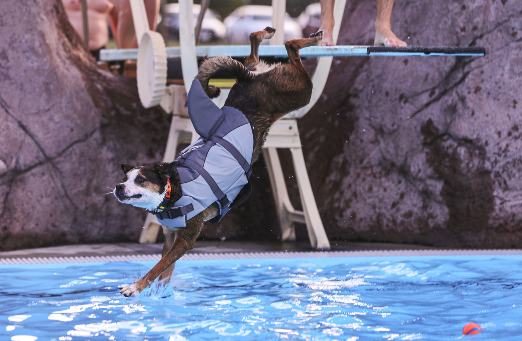 Doggie Dip 4